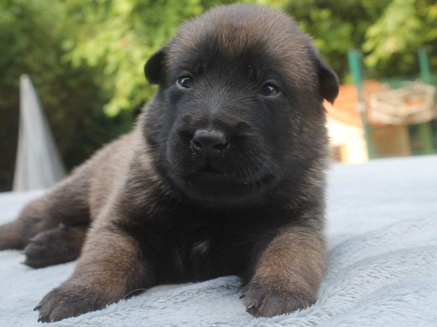 du domaine d'orca - Chiots disponibles - Berger Belge