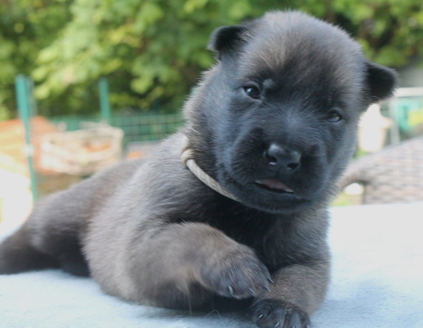 du domaine d'orca - Chiots disponibles - Berger Belge