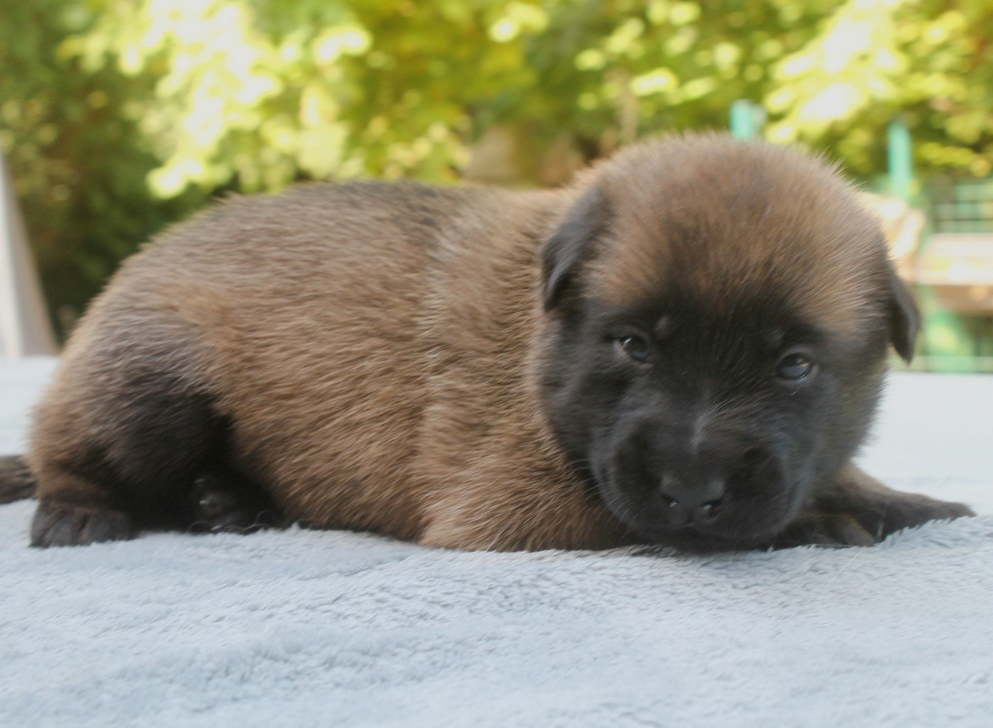 du domaine d'orca - Chiots disponibles - Berger Belge