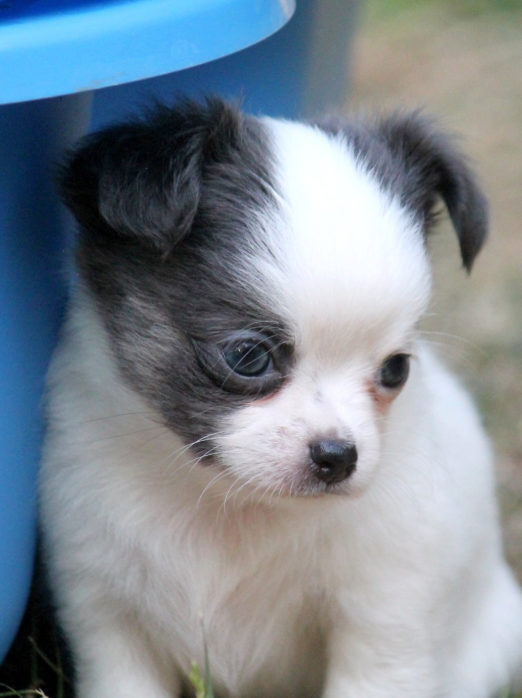 du domaine d'orca - Chiots disponibles - Chihuahua