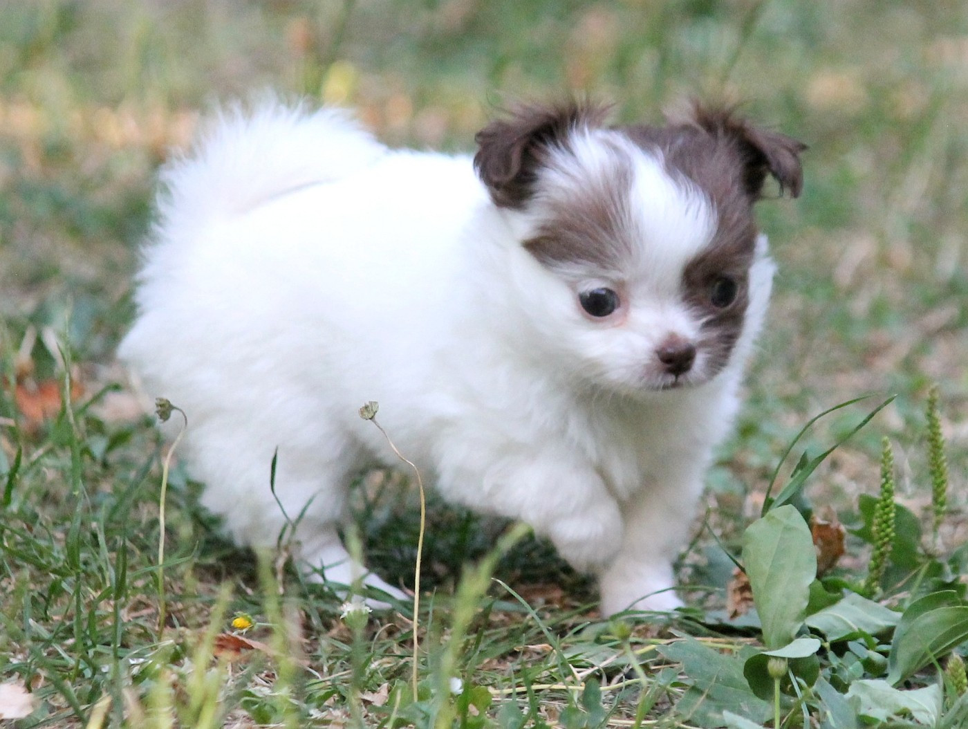 du domaine d'orca - Chiots disponibles - Chihuahua