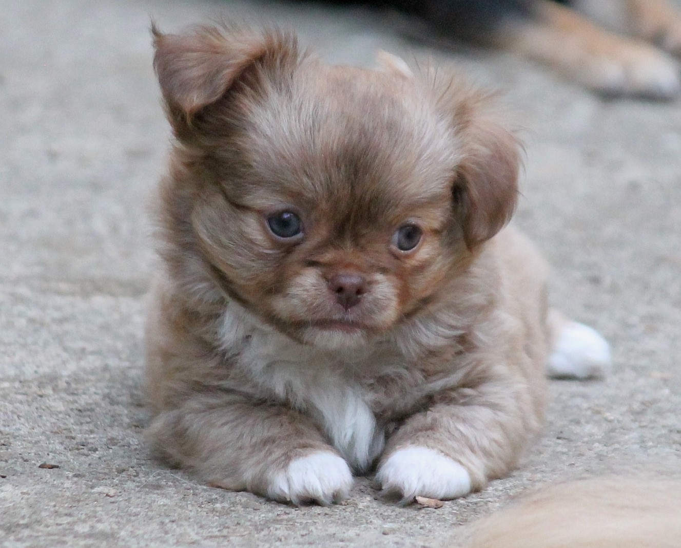 du domaine d'orca - Chiots disponibles - Chihuahua