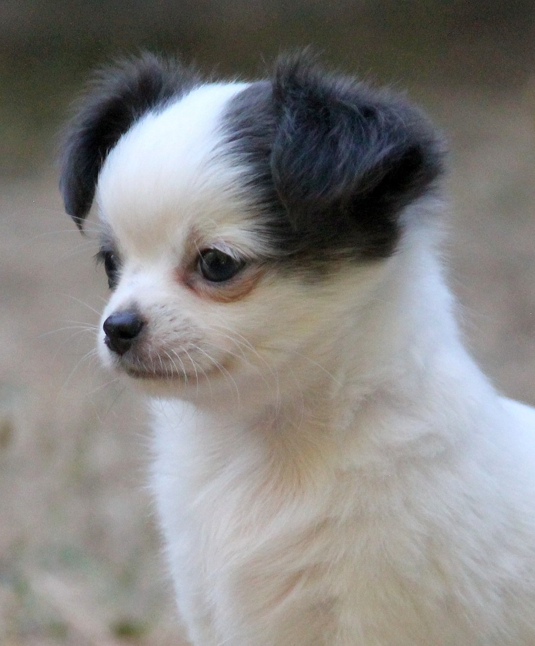 du domaine d'orca - Chiots disponibles - Chihuahua