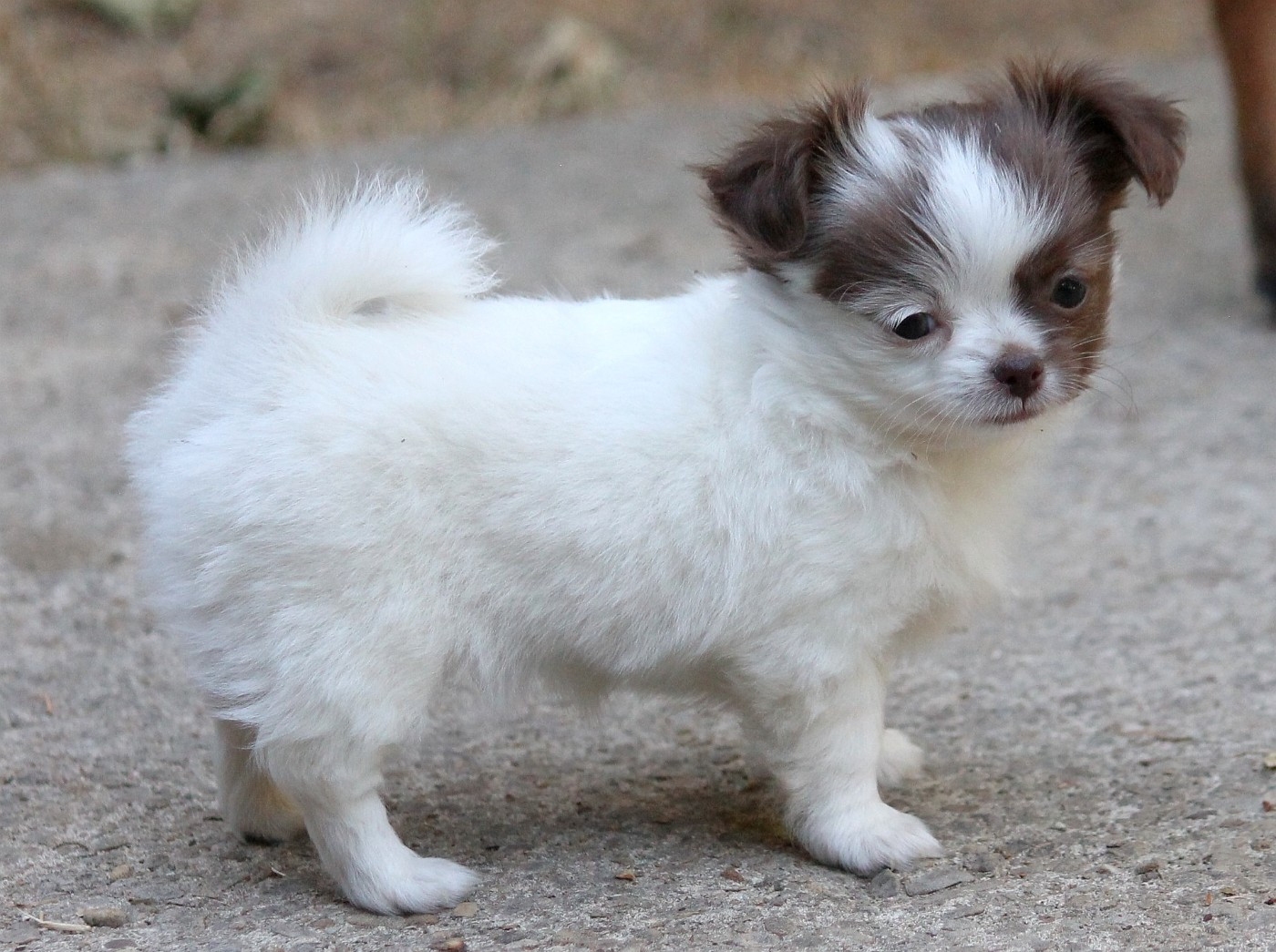 du domaine d'orca - Chiots disponibles - Chihuahua