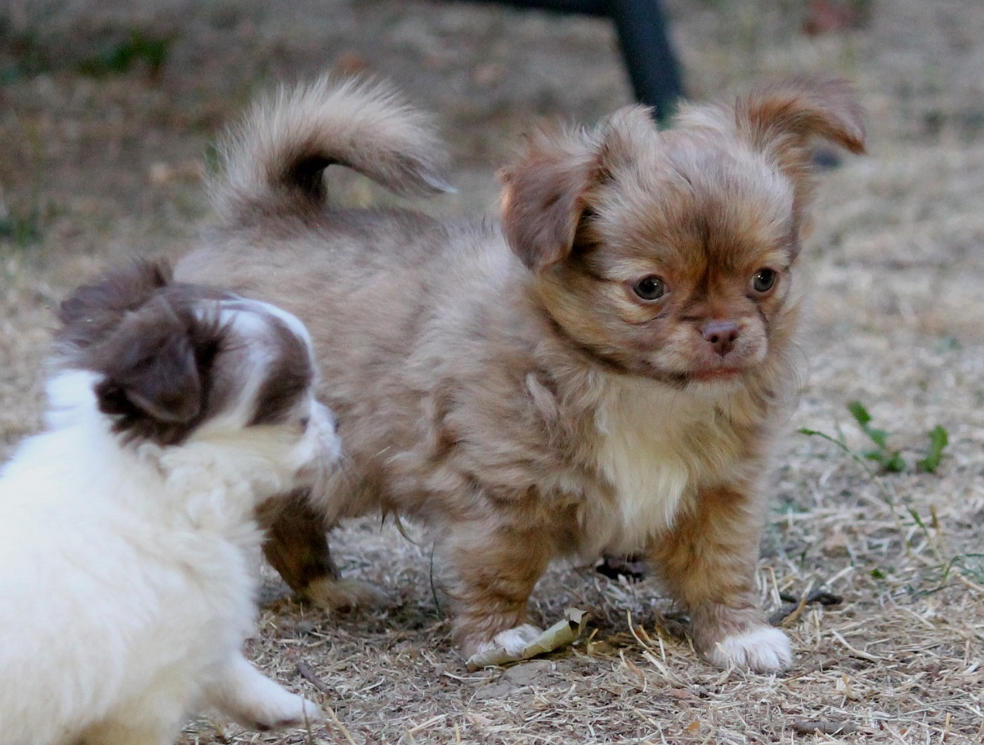 du domaine d'orca - Chiots disponibles - Chihuahua
