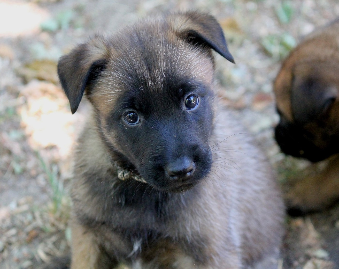 du domaine d'orca - Chiots disponibles - Berger Belge