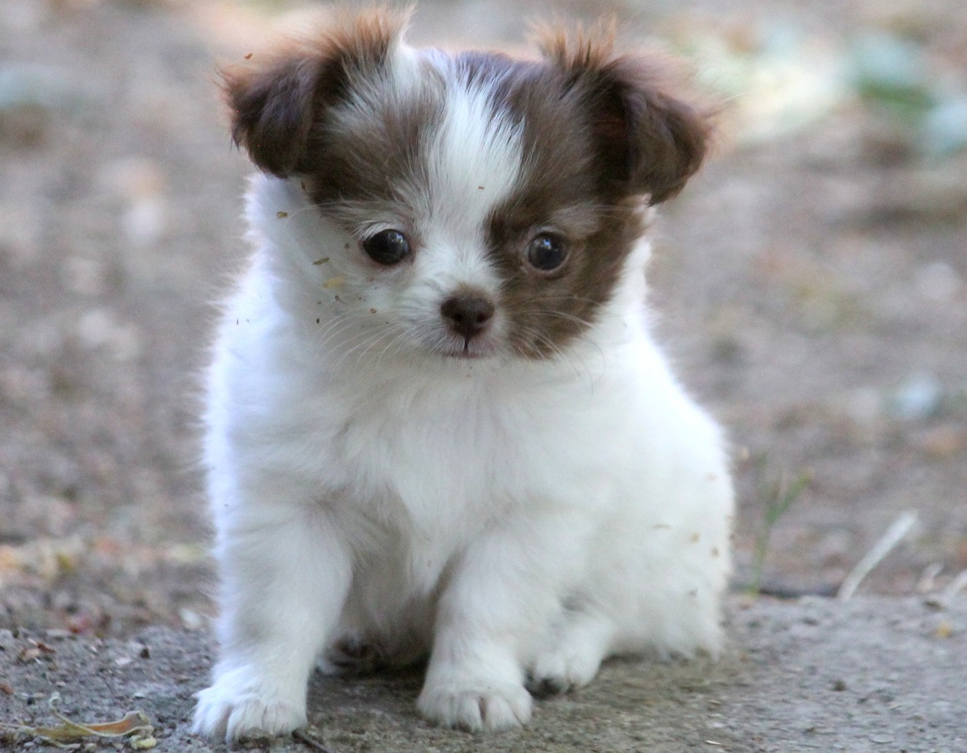 du domaine d'orca - Chiots disponibles - Chihuahua