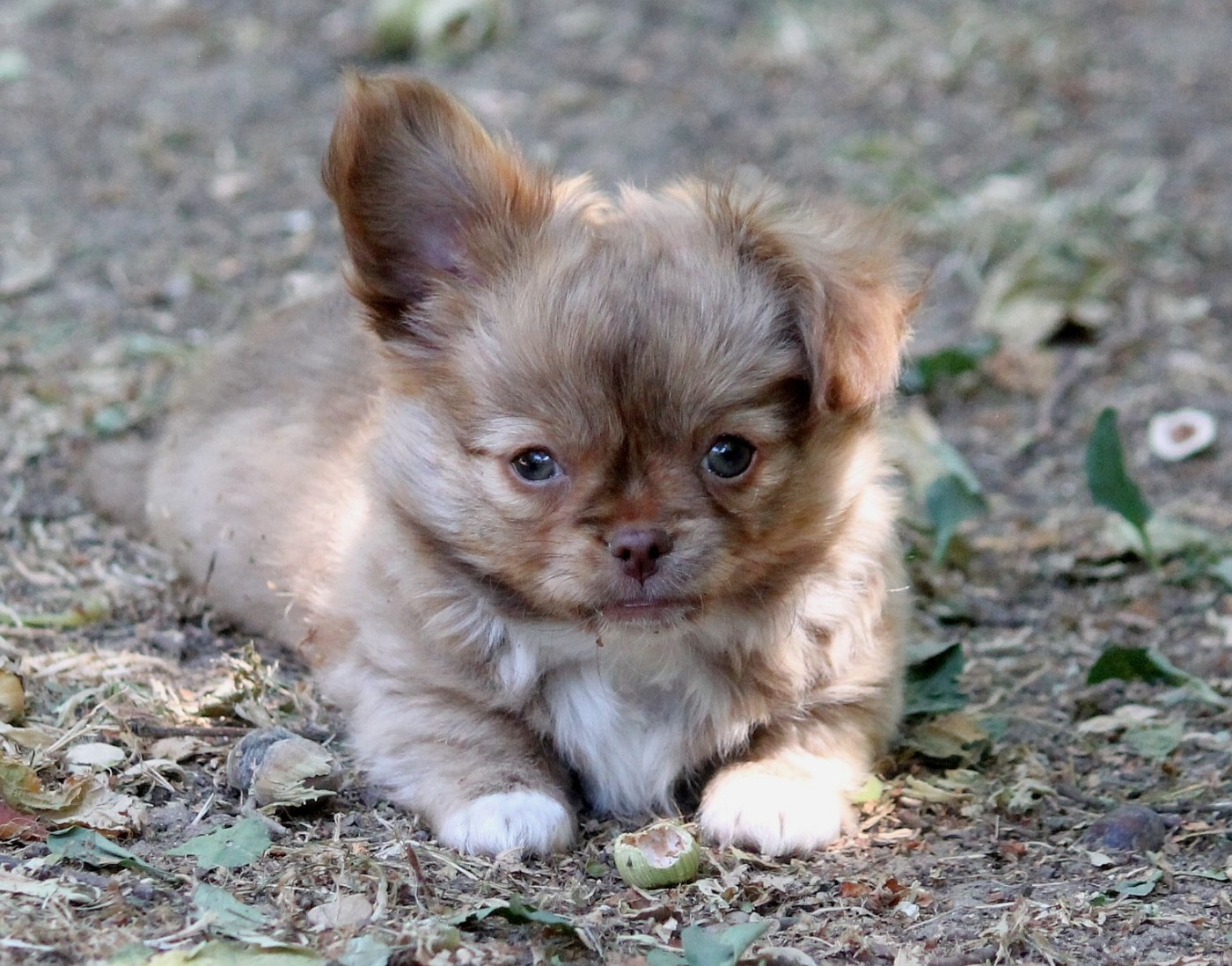 du domaine d'orca - Chiots disponibles - Chihuahua