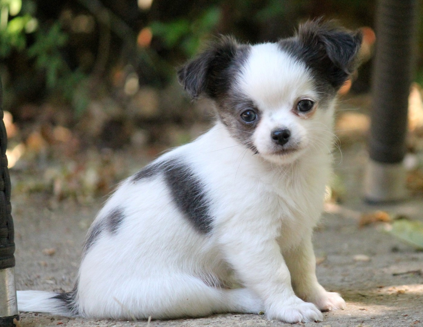 du domaine d'orca - Chiots disponibles - Chihuahua