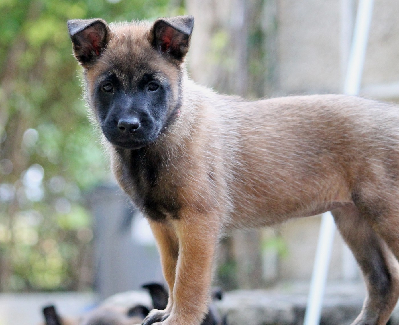 du domaine d'orca - Chiots disponibles - Berger Belge