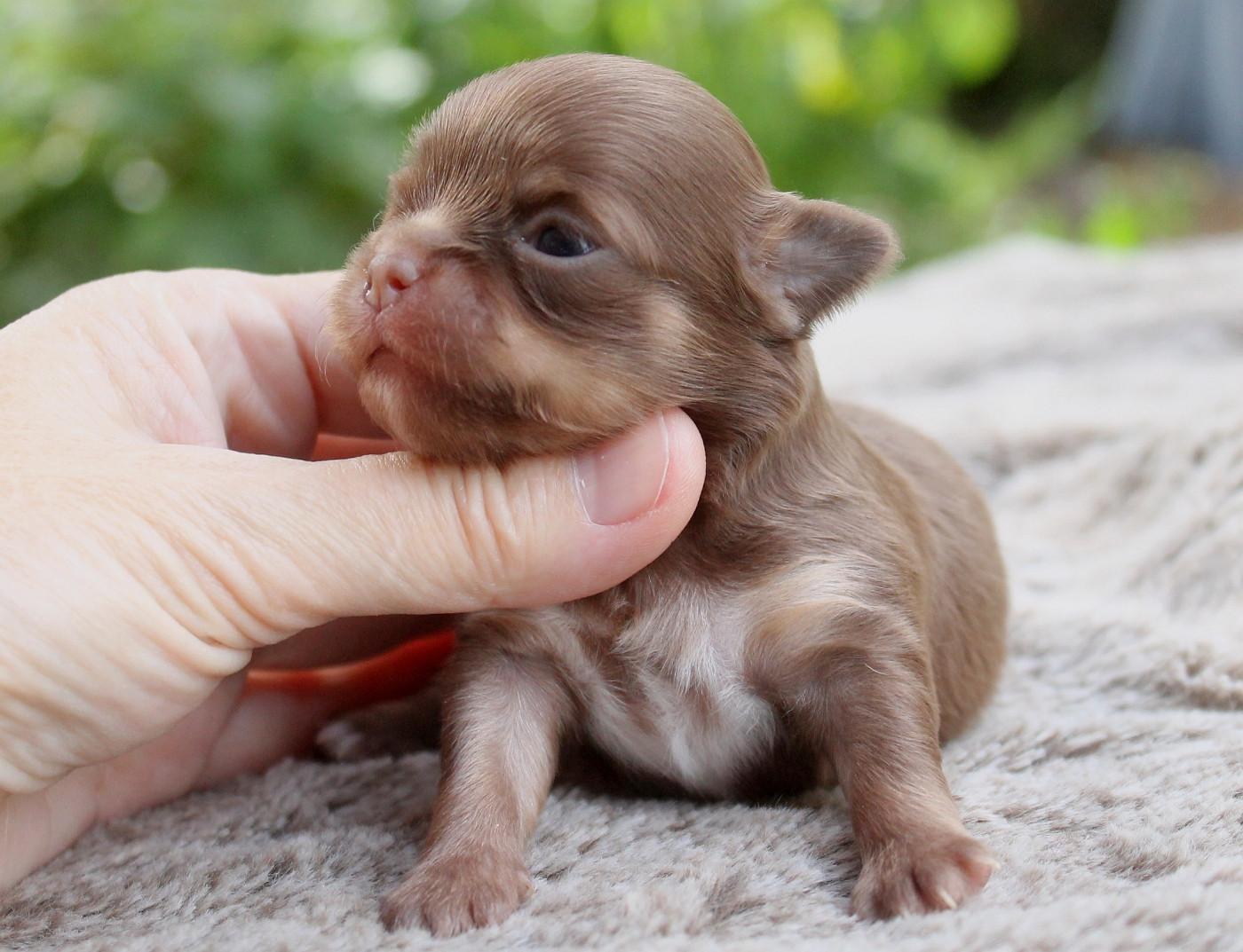 du domaine d'orca - Chiots disponibles - Chihuahua
