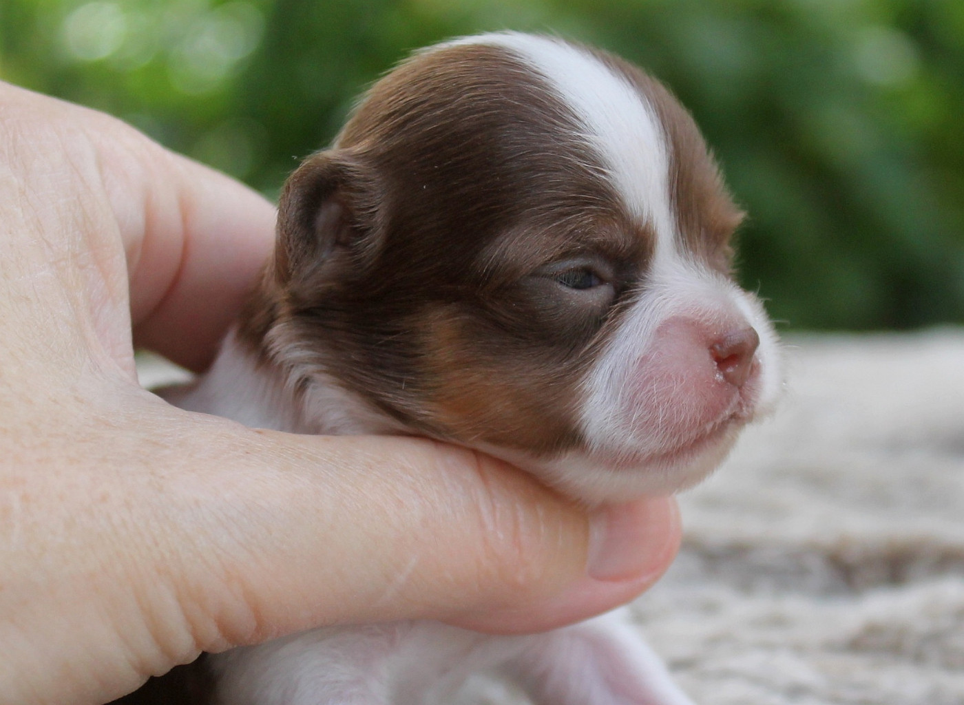 du domaine d'orca - Chiots disponibles - Chihuahua