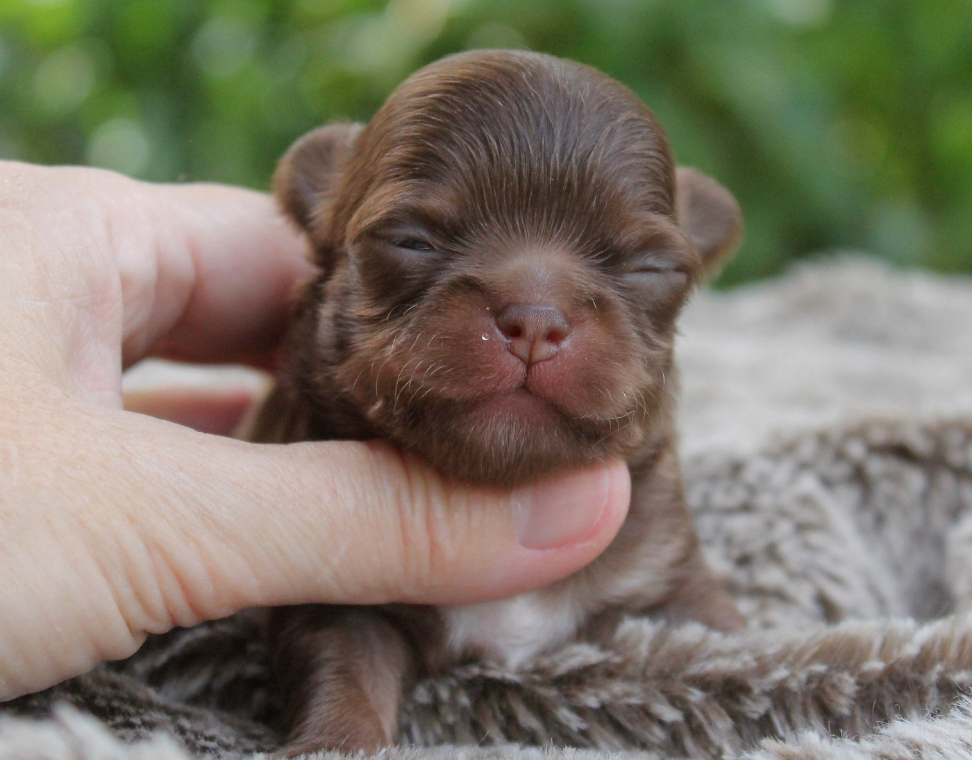 du domaine d'orca - Chiots disponibles - Chihuahua