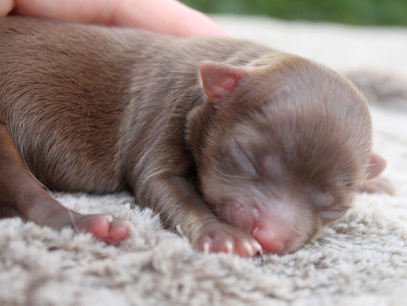 du domaine d'orca - Chiots disponibles - Chihuahua