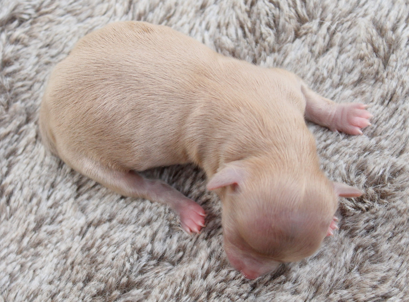 du domaine d'orca - Chiots disponibles - Chihuahua