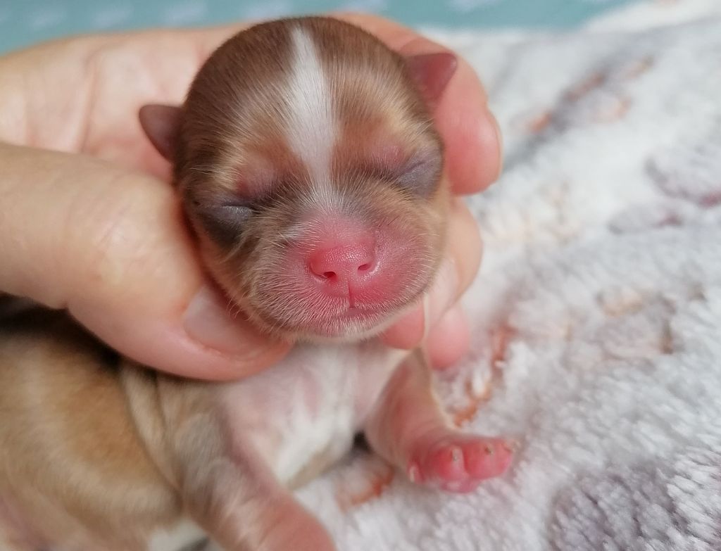 du domaine d'orca - Chiots disponibles - Chihuahua