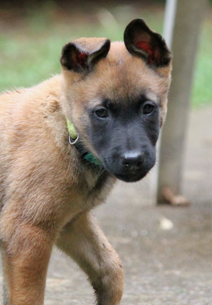 du domaine d'orca - Chiots disponibles - Berger Belge