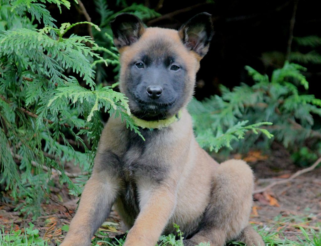 du domaine d'orca - Chiots disponibles - Berger Belge