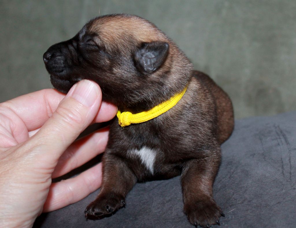 du domaine d'orca - Chiots disponibles - Berger Belge