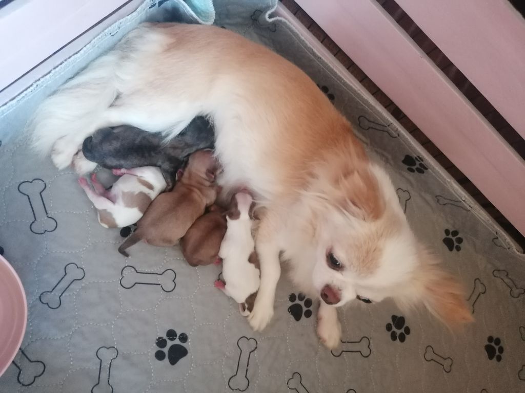 Chiot Chihuahua du domaine d'orca