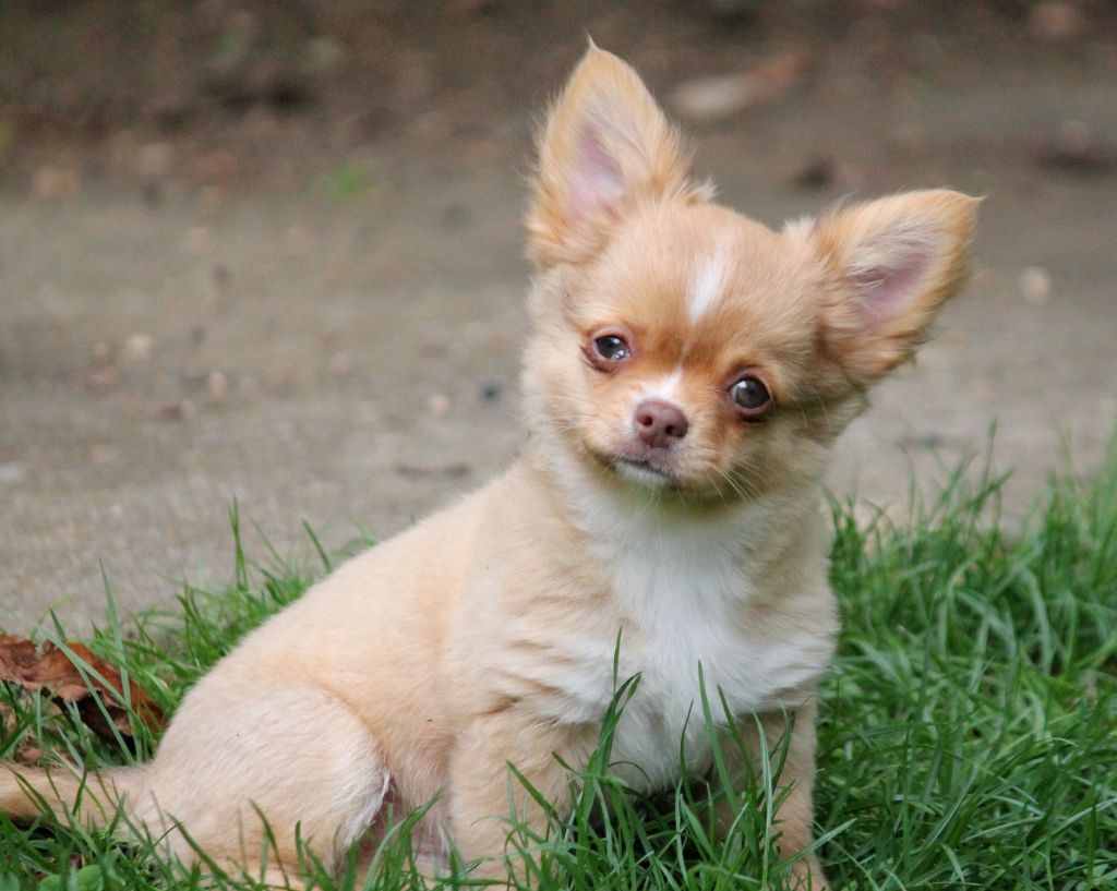 du domaine d'orca - Chiots disponibles - Chihuahua
