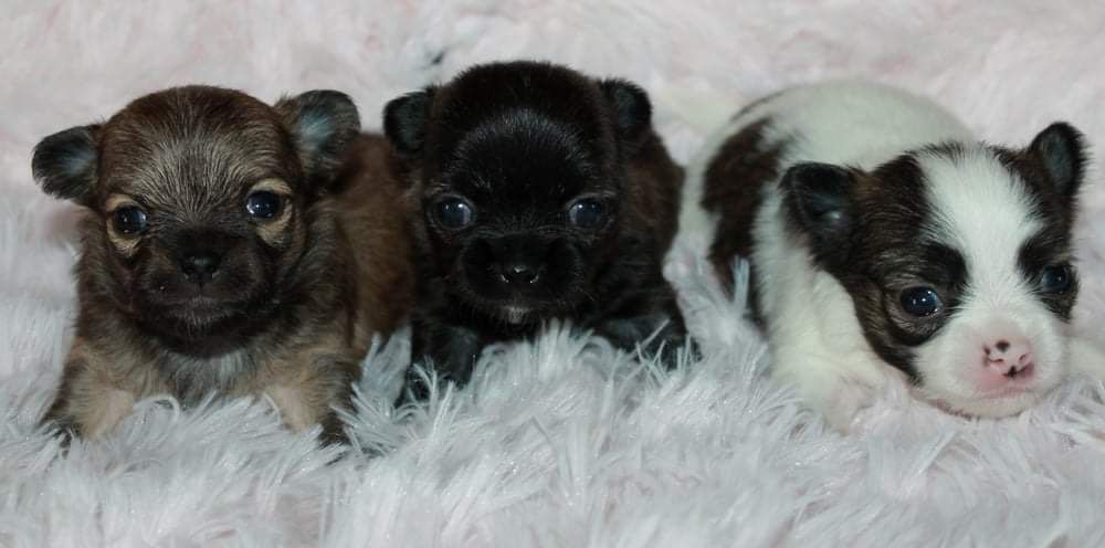 Chiot Chihuahua du domaine d'orca