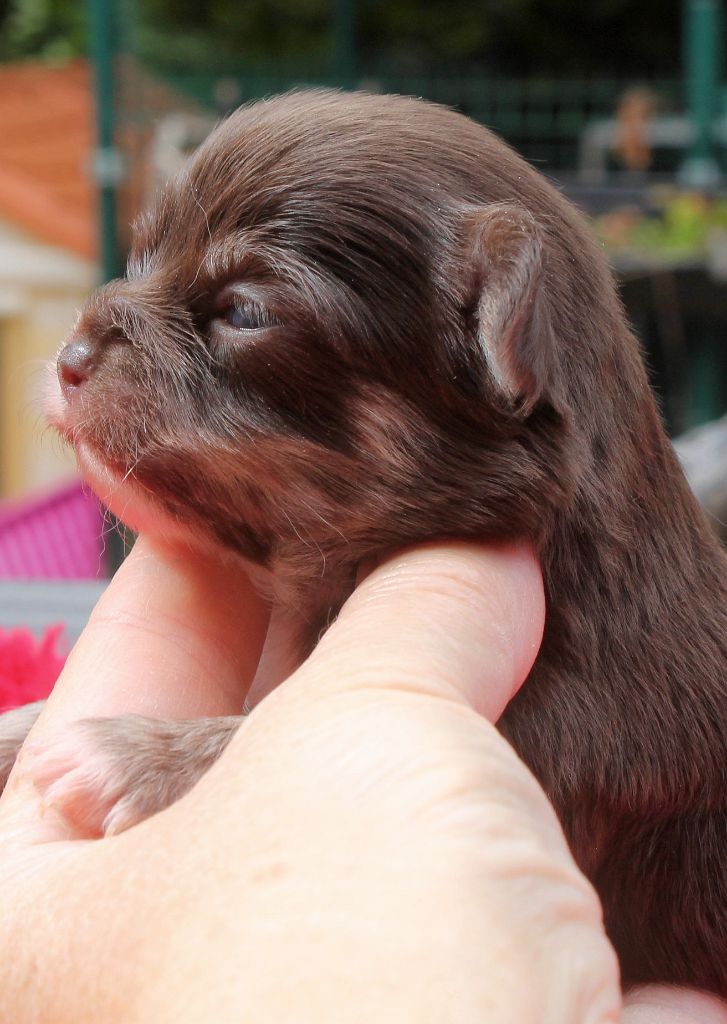 du domaine d'orca - Chiots disponibles - Chihuahua