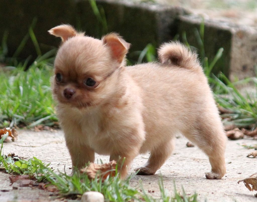 du domaine d'orca - Chiots disponibles - Chihuahua