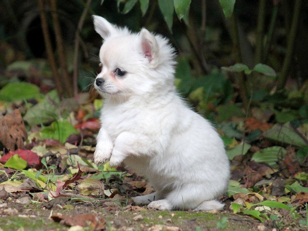 du domaine d'orca - Chiots disponibles - Chihuahua