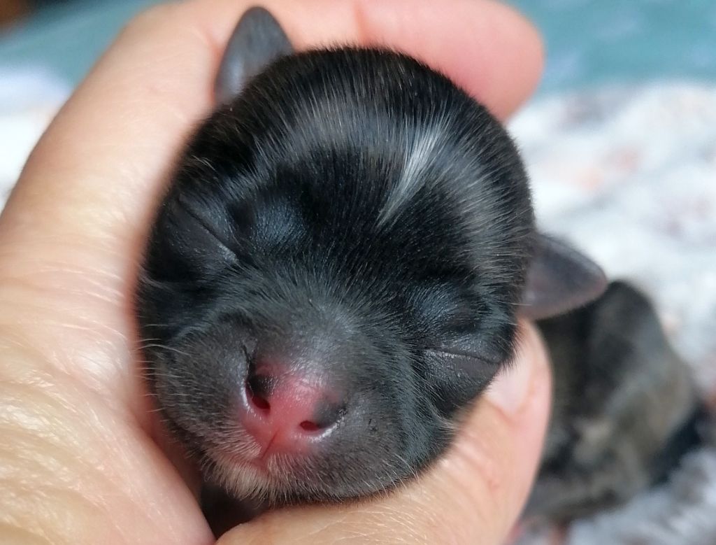 du domaine d'orca - Chiots disponibles - Chihuahua