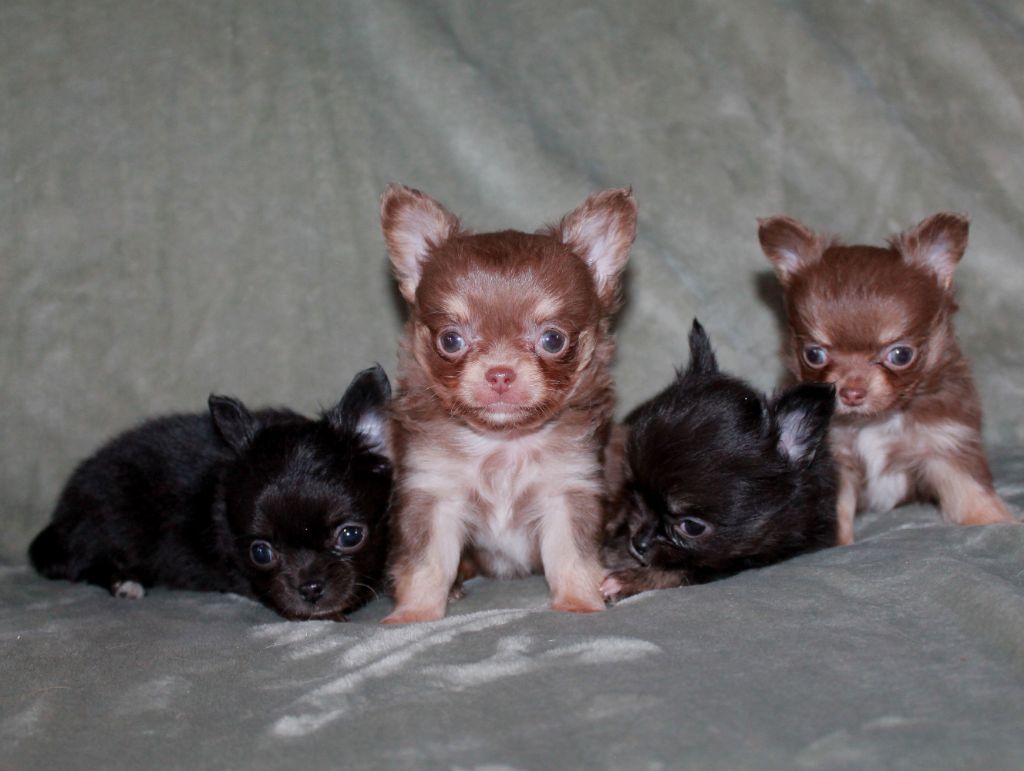 Chiot Chihuahua du domaine d'orca