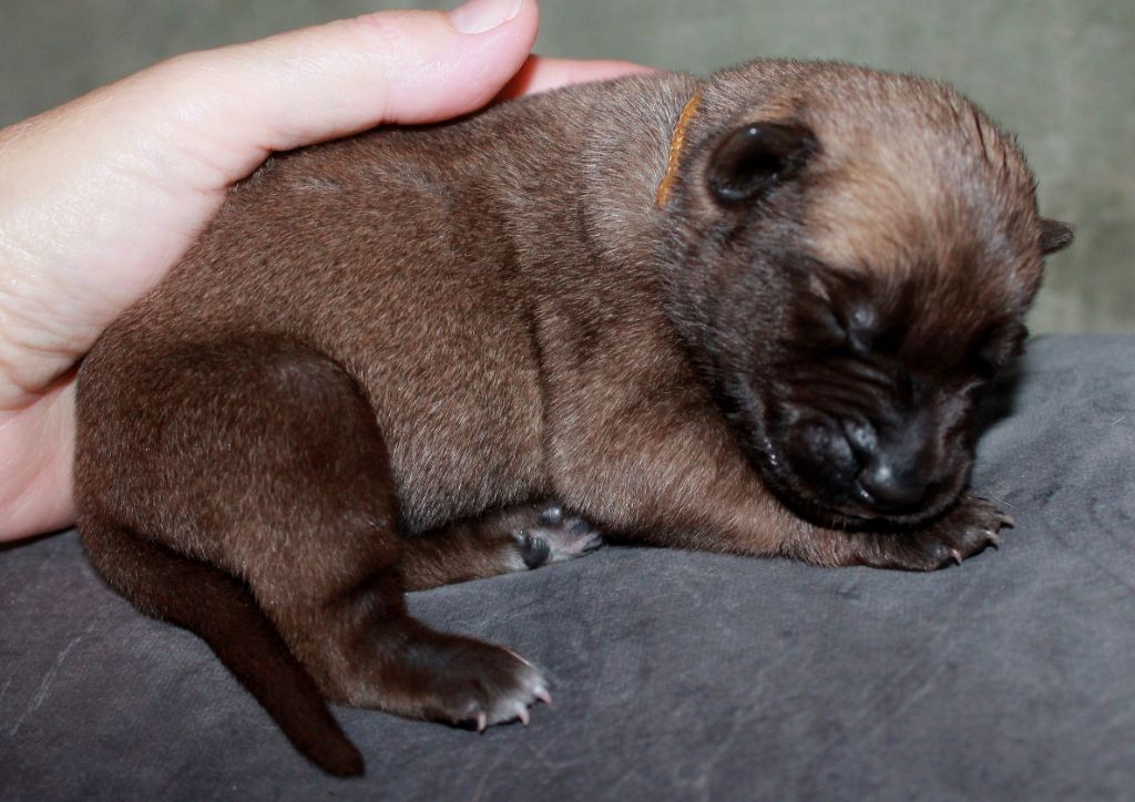 du domaine d'orca - Chiots disponibles - Berger Belge