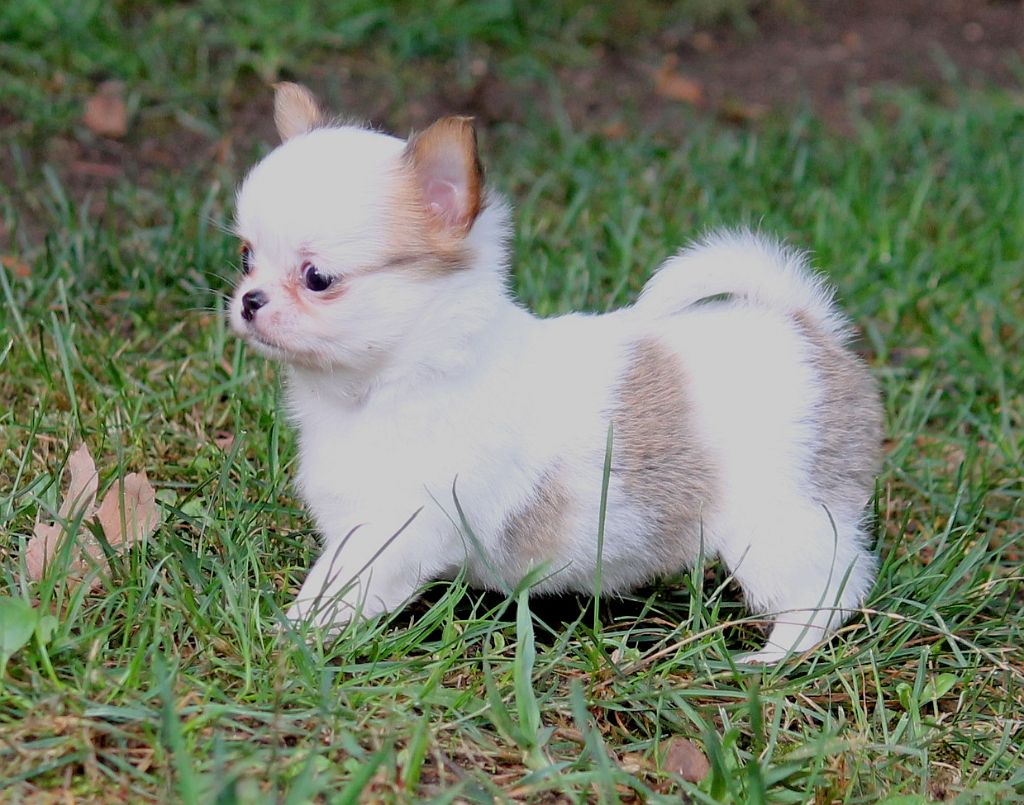 du domaine d'orca - Chiots disponibles - Chihuahua
