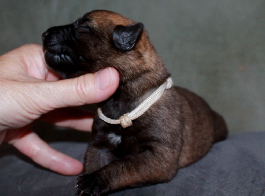 du domaine d'orca - Chiots disponibles - Berger Belge
