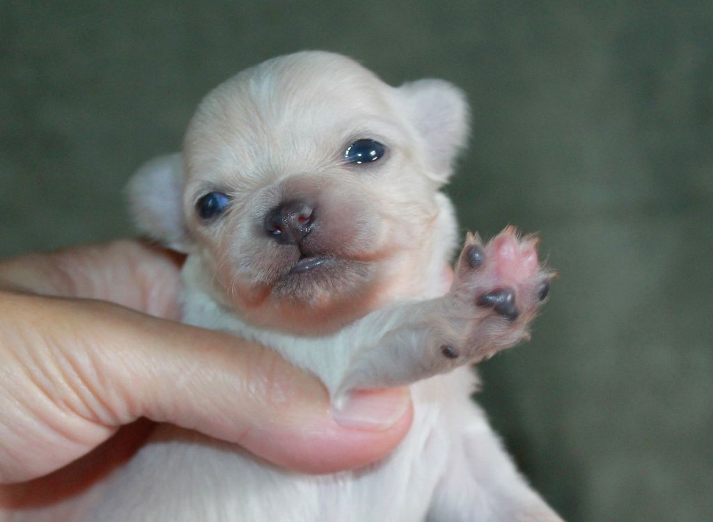 du domaine d'orca - Chiots disponibles - Chihuahua