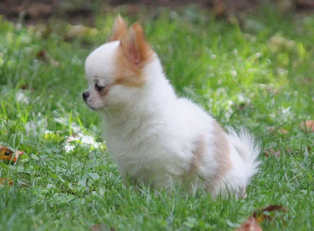 du domaine d'orca - Chiots disponibles - Chihuahua