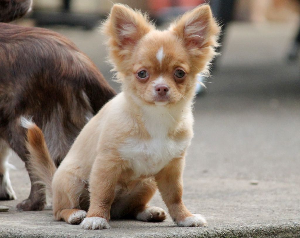 du domaine d'orca - Chiots disponibles - Chihuahua