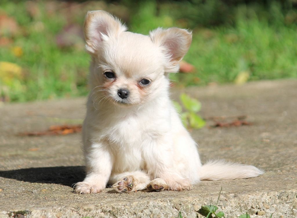 du domaine d'orca - Chiots disponibles - Chihuahua