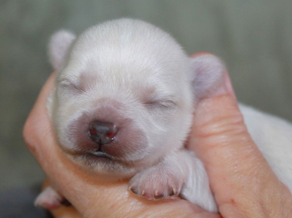 du domaine d'orca - Chiots disponibles - Chihuahua