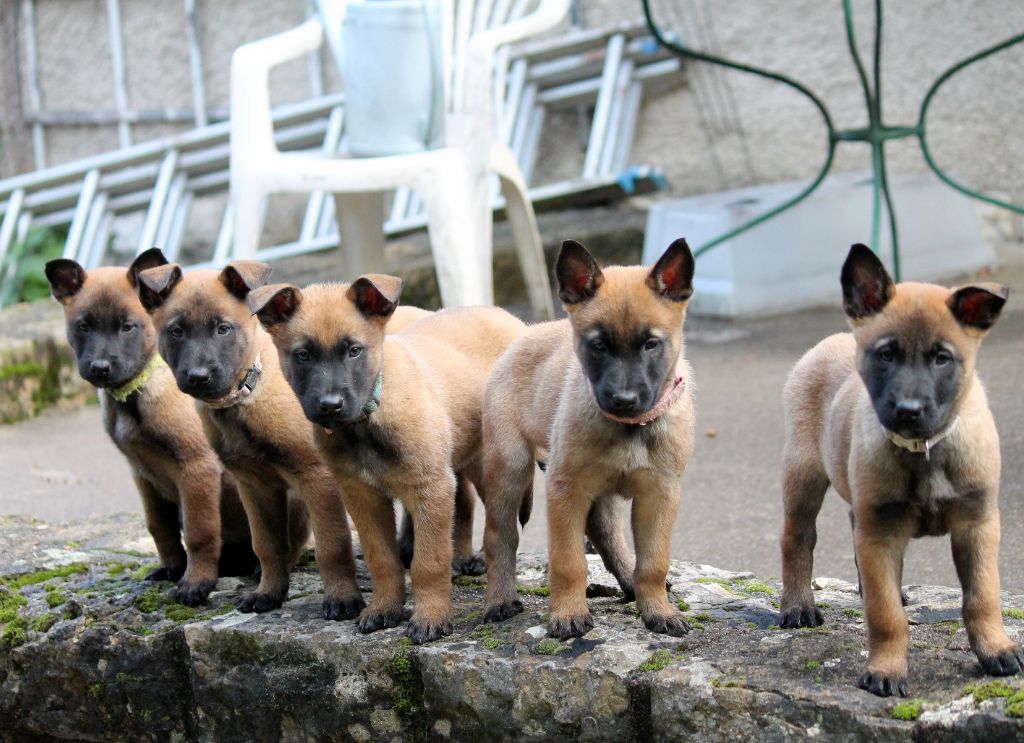Chiot Berger Belge du domaine d'orca