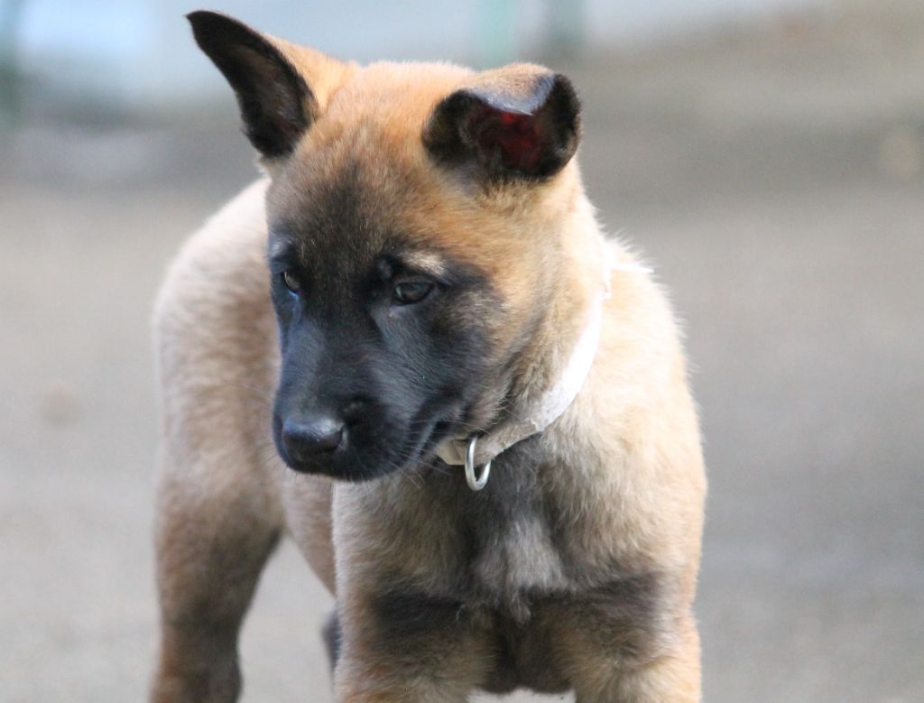 du domaine d'orca - Chiots disponibles - Berger Belge