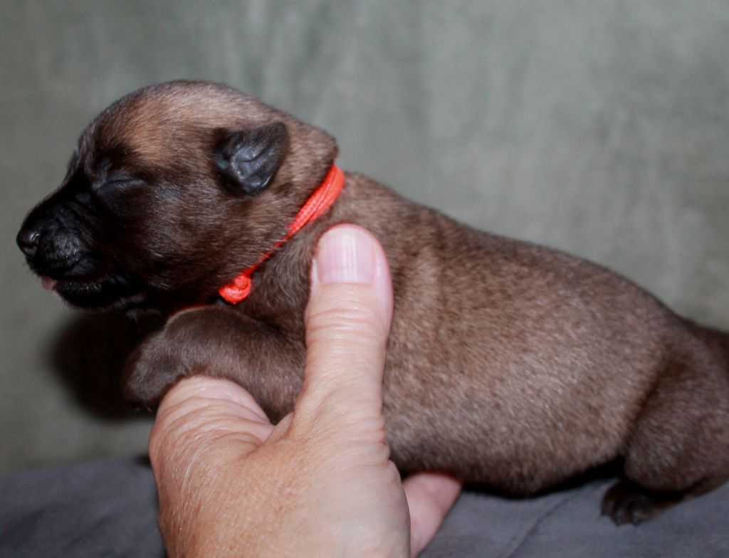 du domaine d'orca - Chiots disponibles - Berger Belge
