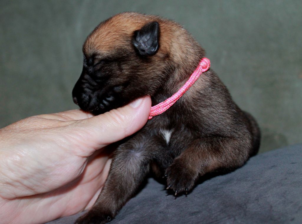 du domaine d'orca - Chiots disponibles - Berger Belge