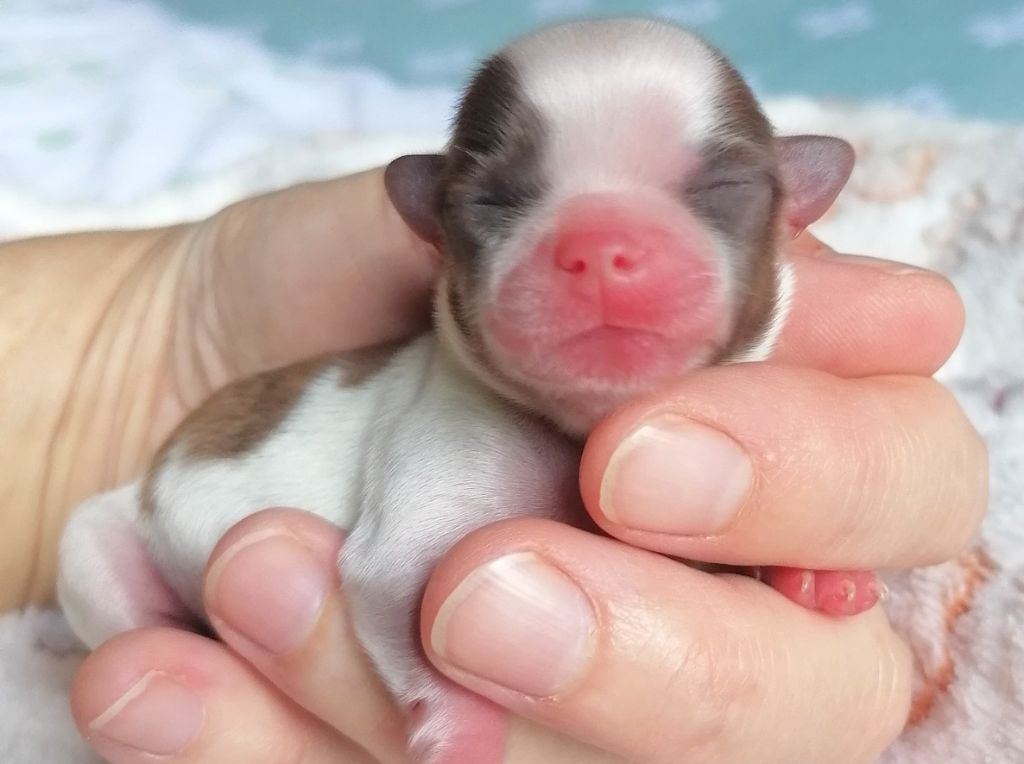 du domaine d'orca - Chiots disponibles - Chihuahua