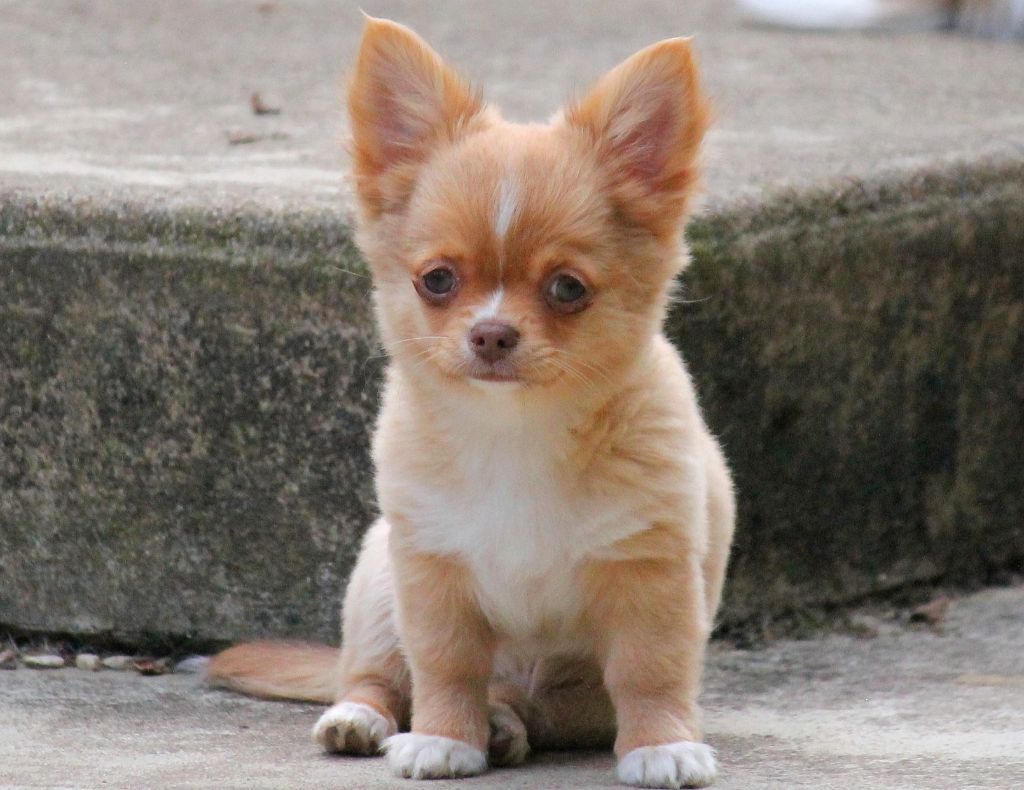 du domaine d'orca - Chiots disponibles - Chihuahua